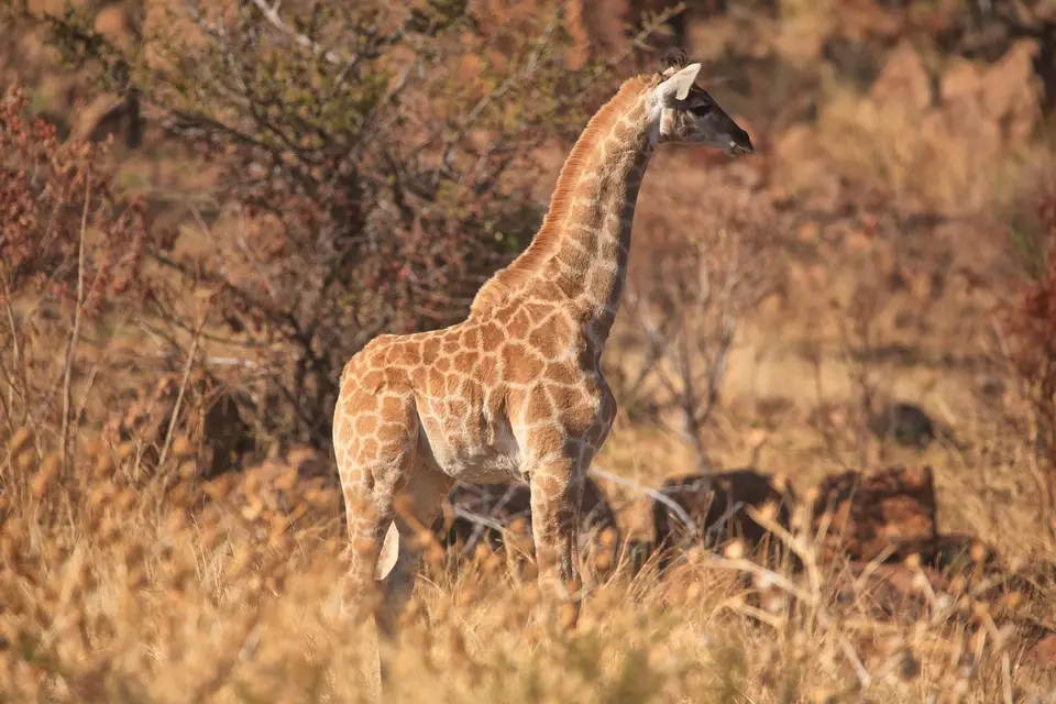 Südafrika_PilanesbergNP_052.jpg