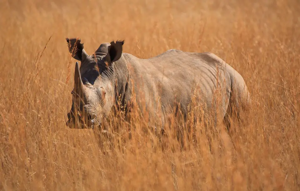 Südafrika_PilanesbergNP_062.jpg