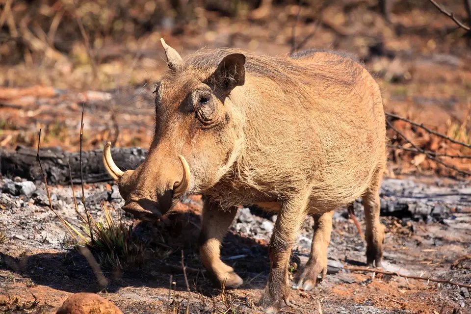 Südafrika_PilanesbergNP_091.jpg