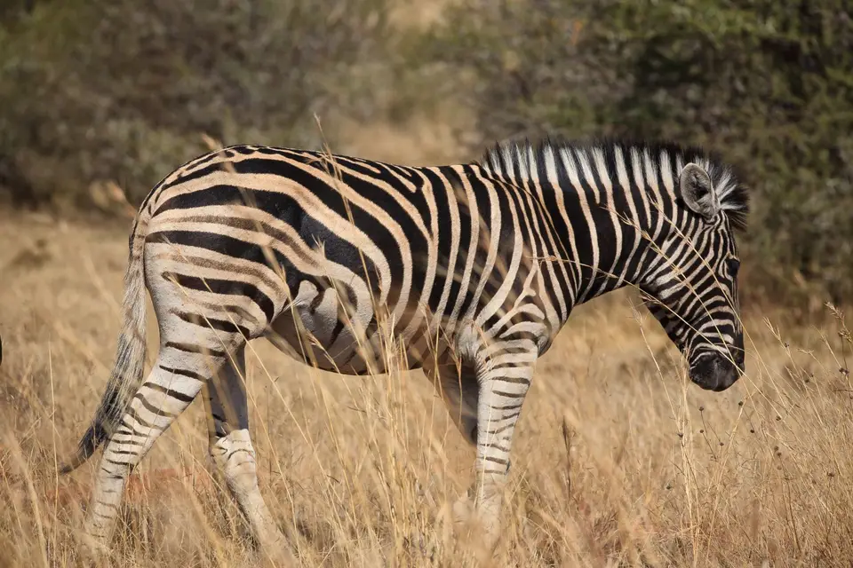 Südafrika_PilanesbergNP_094.jpg