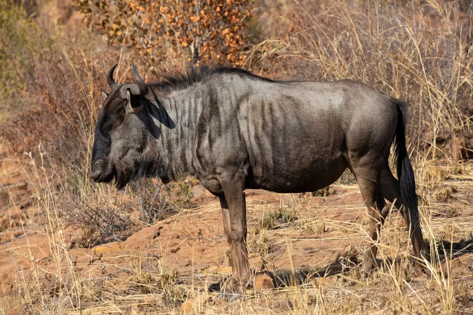 Südafrika_PilanesbergNP_107.jpg