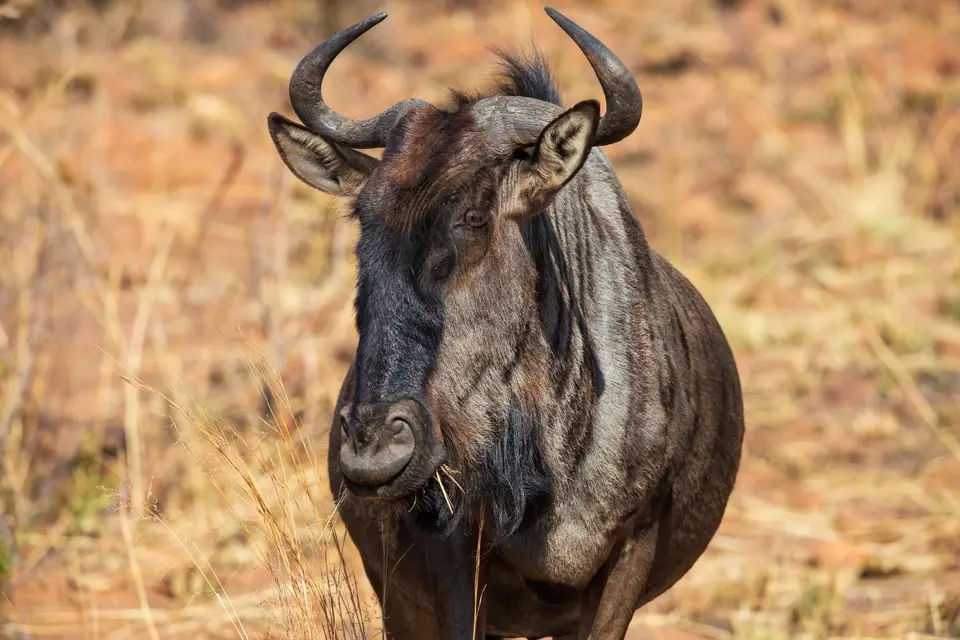Südafrika_PilanesbergNP_110.jpg