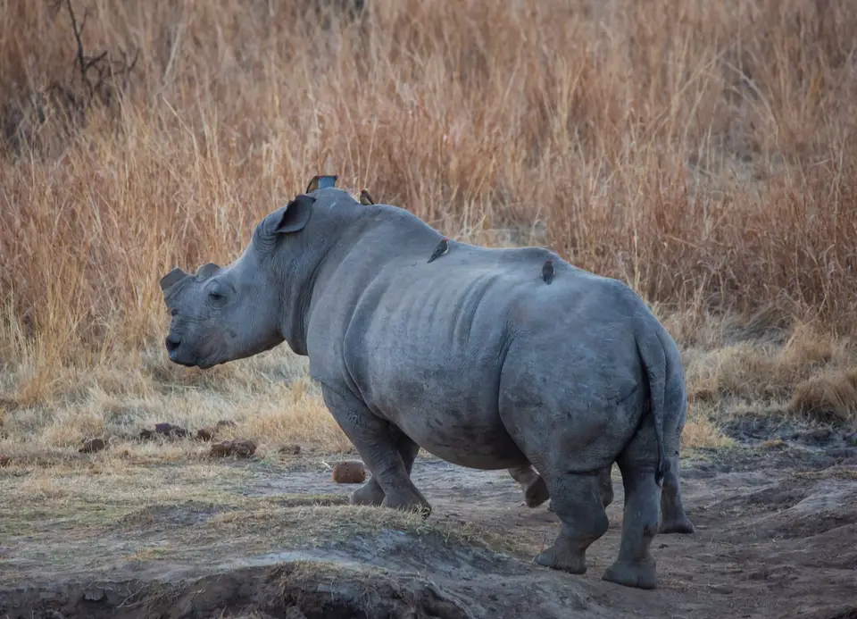 Südafrika_PilanesbergNP_138.jpg