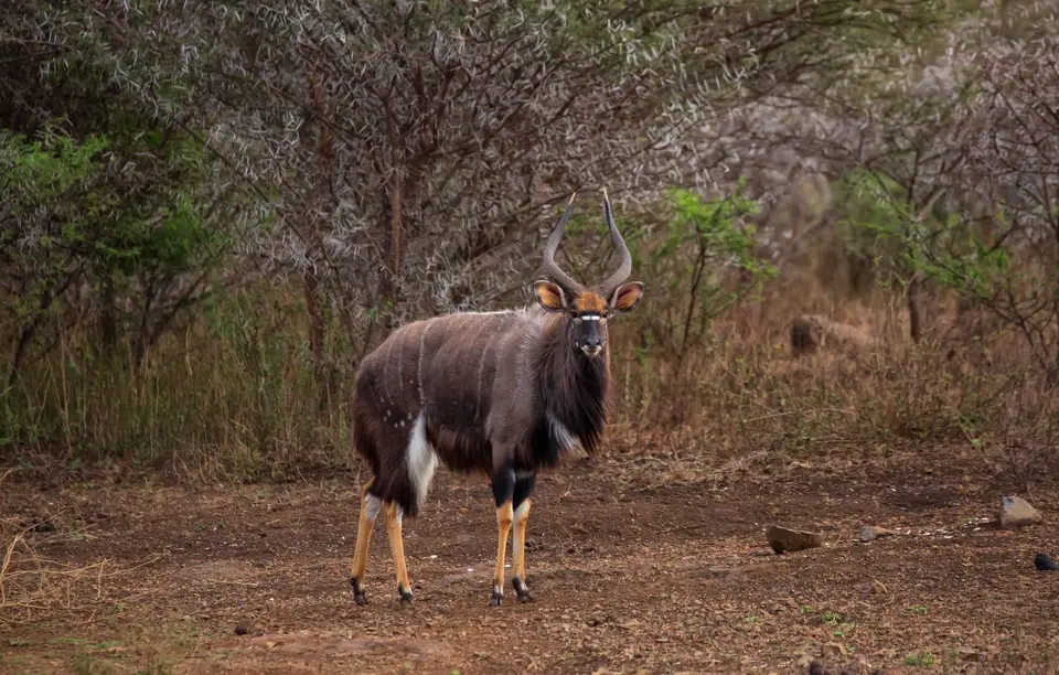 Südafrika_Pongola_NkwaziLakeLodge_26.jpg