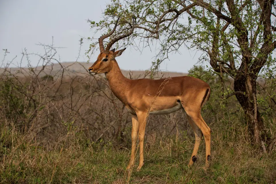 Südafrika_UmfoloziGR_004.jpg