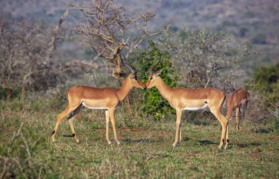 Südafrika_UmfoloziGR_028.jpg