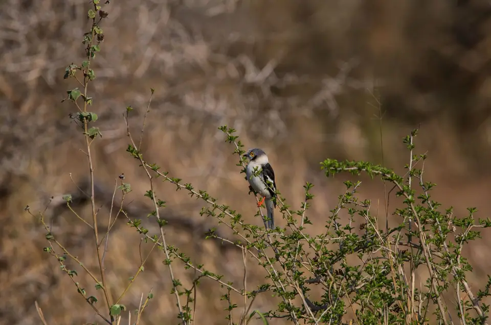 Südafrika_UmfoloziGR_080.jpg