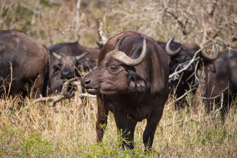 Südafrika_UmfoloziGR_088.jpg