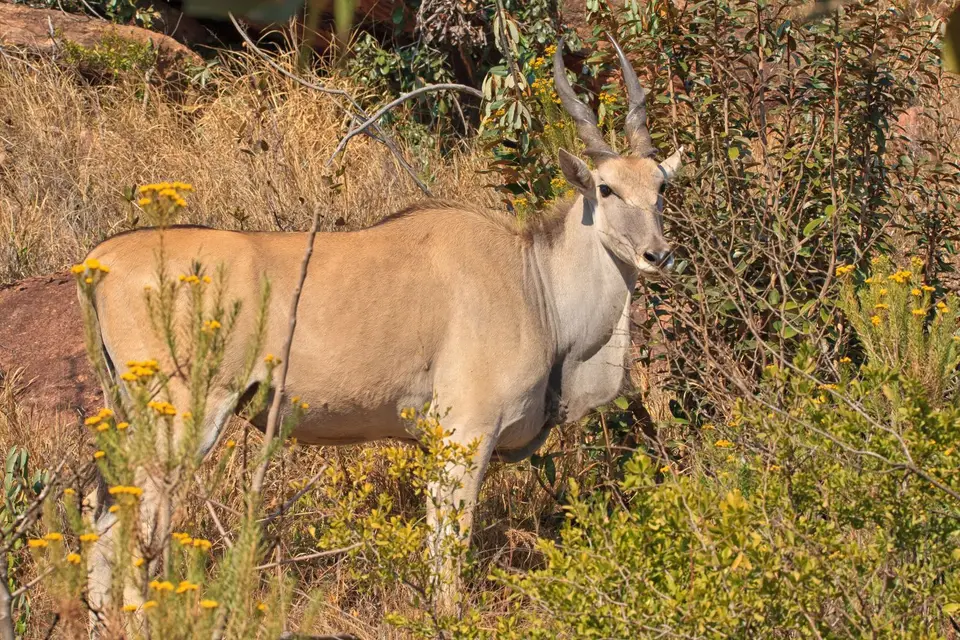 Südafrika_Waterberg_EntabeniLodge_025.jpg