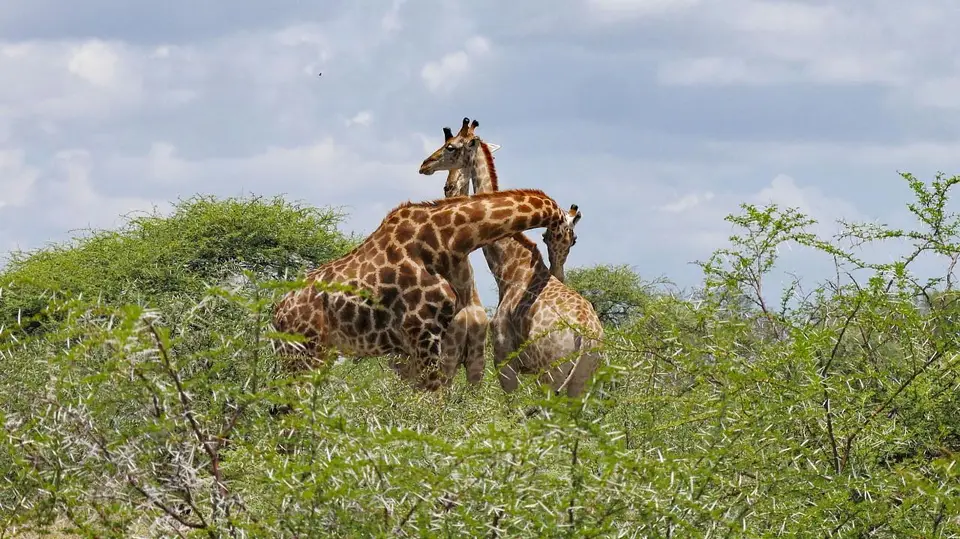 Nam21-Etosha-09.jpg