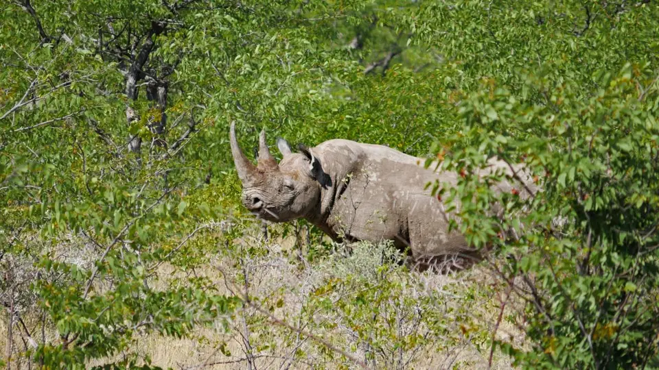 Nam21-Etosha-19-2.jpg