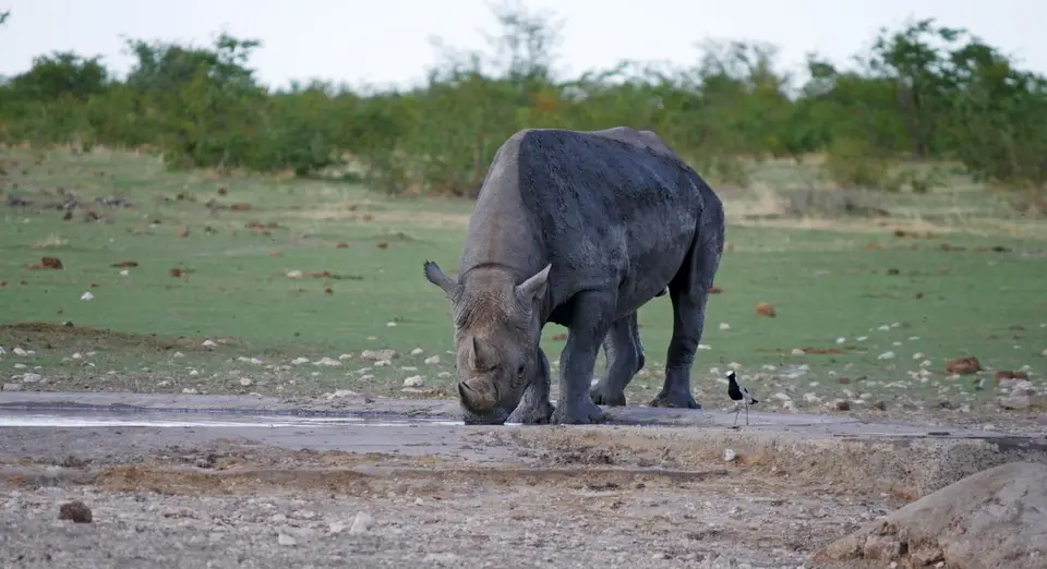Nam21-Etosha-20.jpg