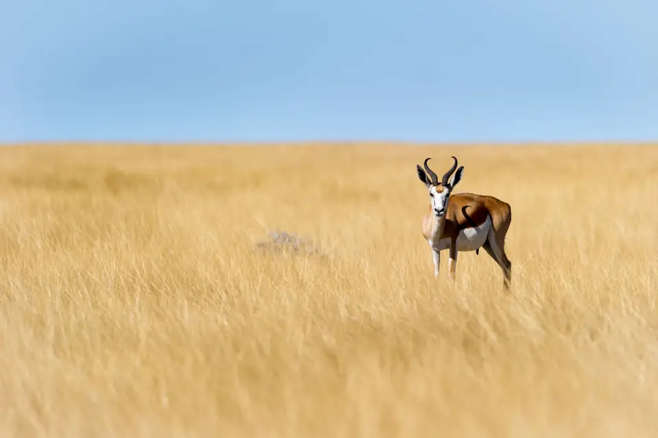 Namibia_Etosha_1193.jpg