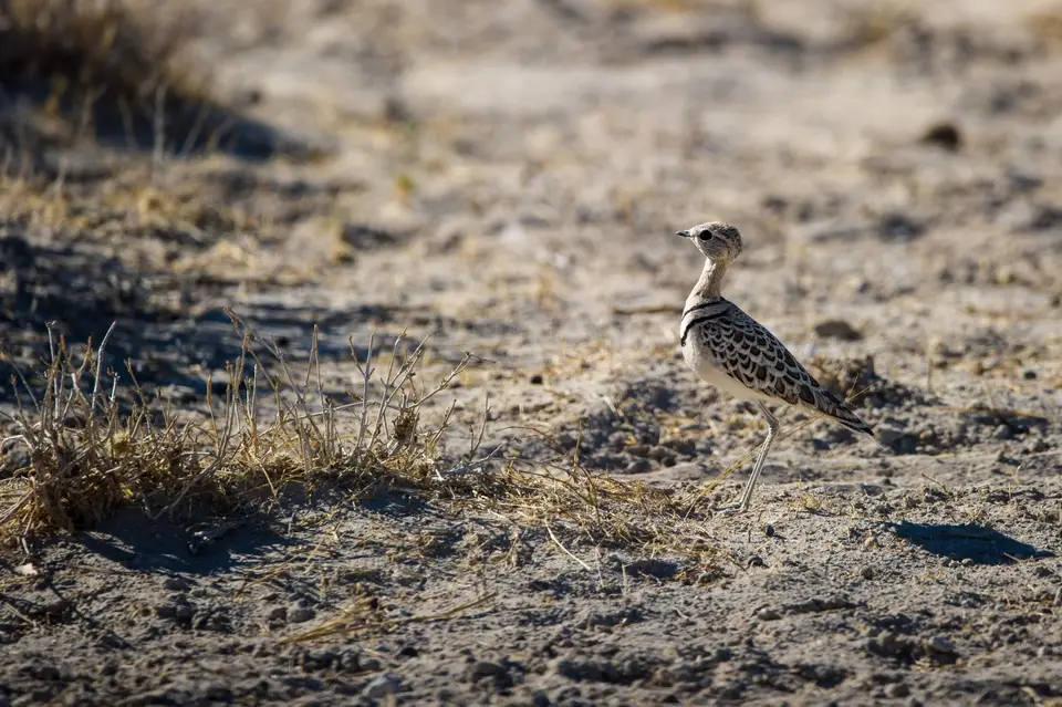Namibia_Etosha_1213.jpg