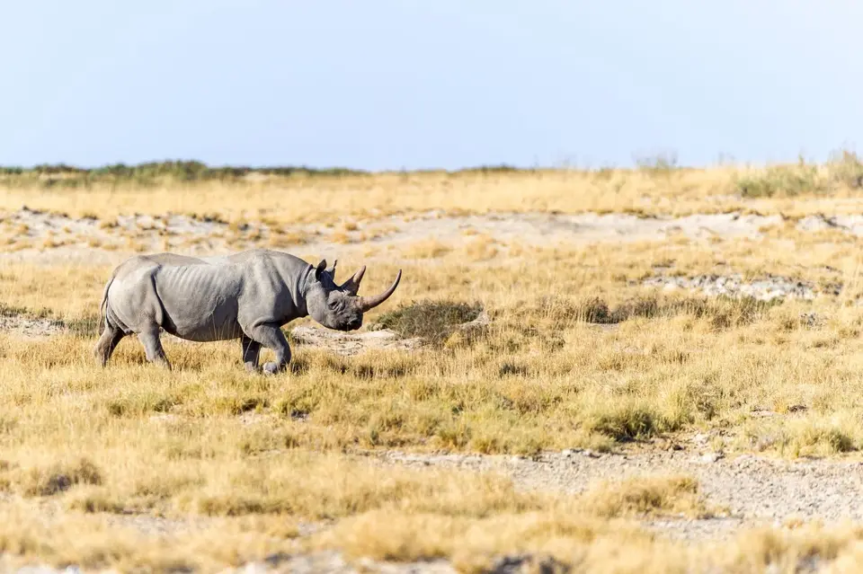 Namibia_Etosha_1241.jpg