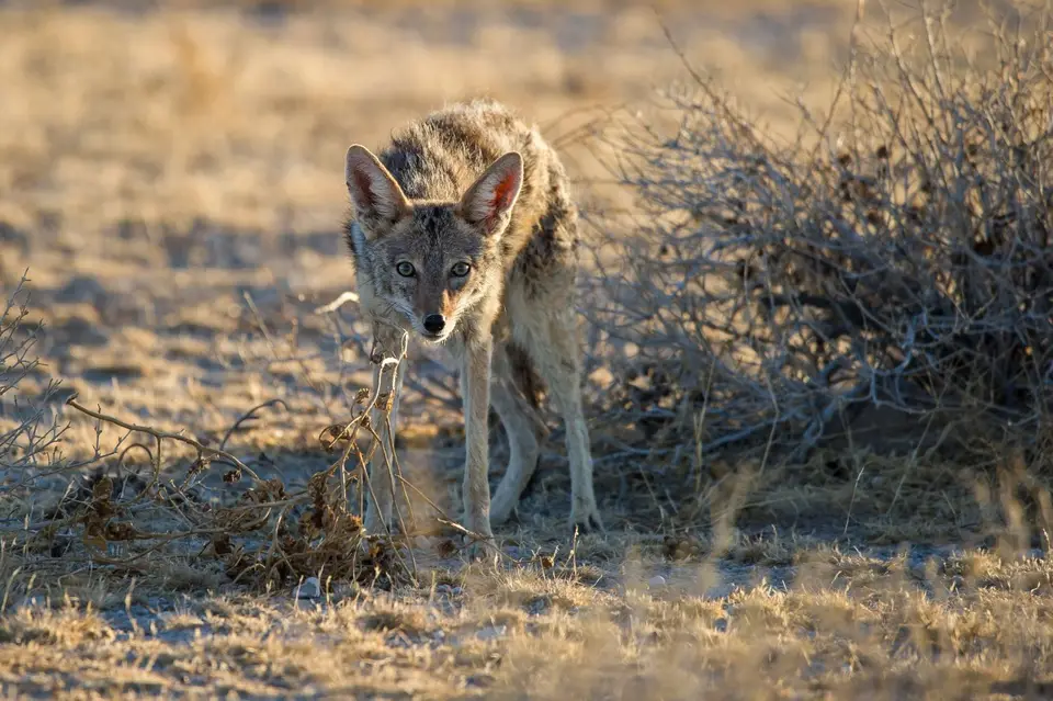 Namibia_Etosha_1346.jpg