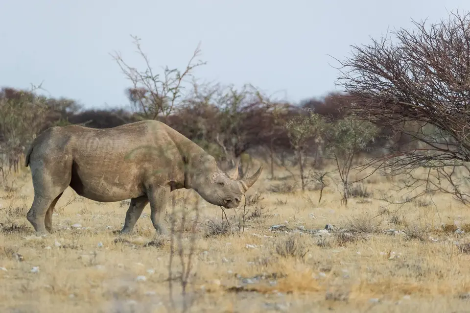 Namibia_Etosha_1374.jpg