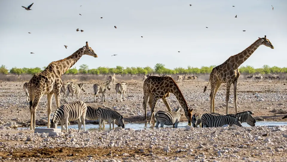 Namibia_Etosha_1653.jpg
