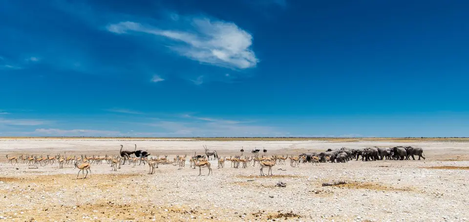 Namibia_Etosha_1846.jpg