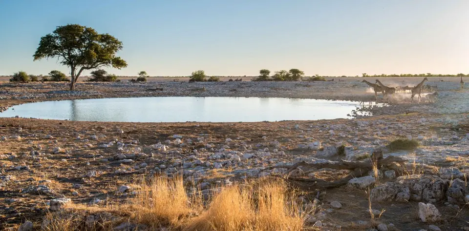 Namibia_Etosha_2000.jpg