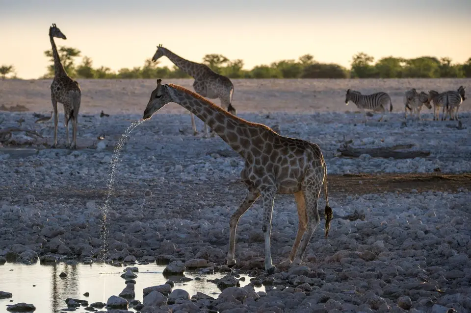 Namibia_Etosha_2017.jpg