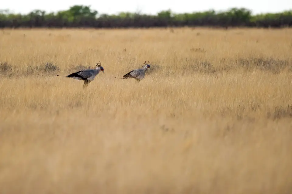Namibia_Etosha_2124.jpg