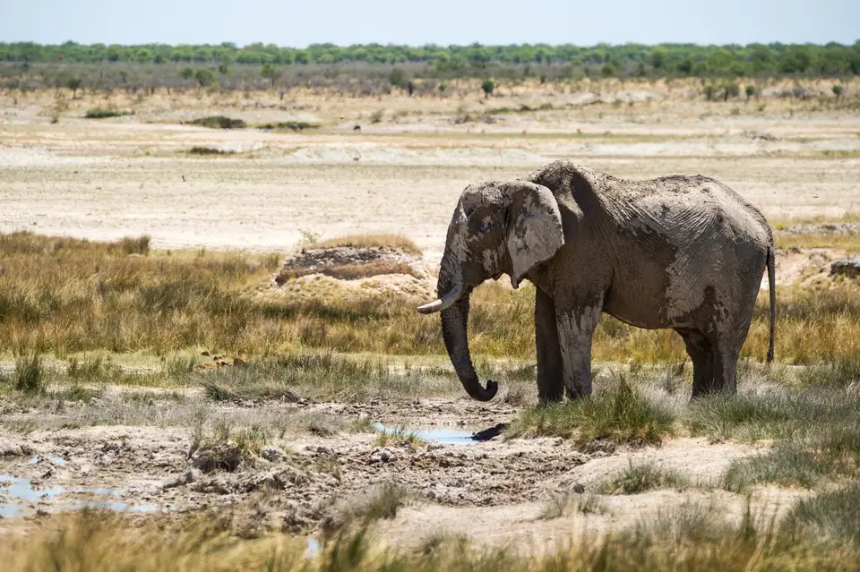 Namibia_Etosha_2337.jpg