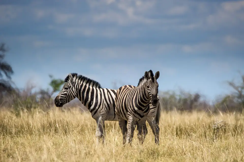 Namibia_Etosha_2396.jpg