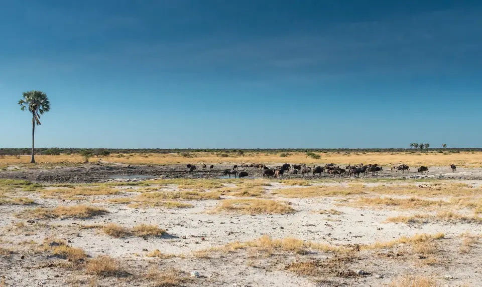 Namibia_Etosha_2846.jpg