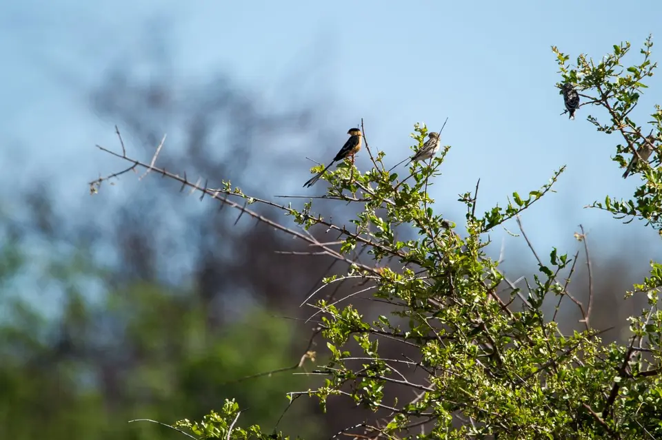 Namibia_Etosha_3041.jpg