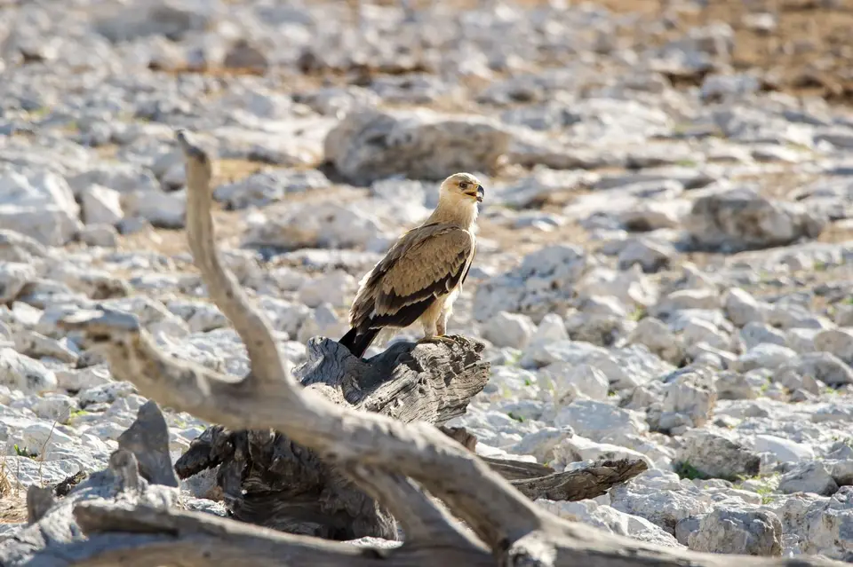 Namibia_Etosha_3421.jpg