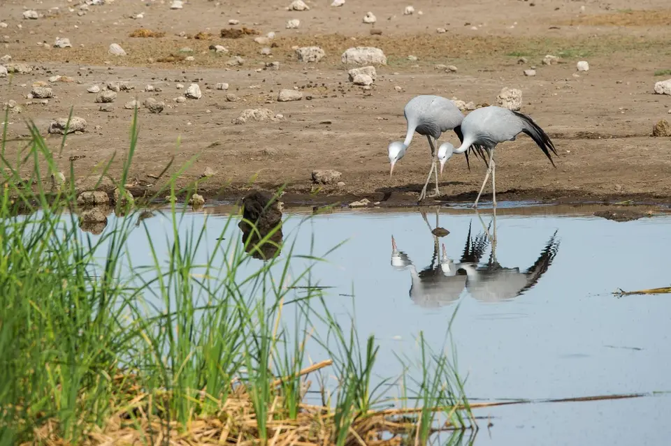 Namibia_Etosha_3842.jpg