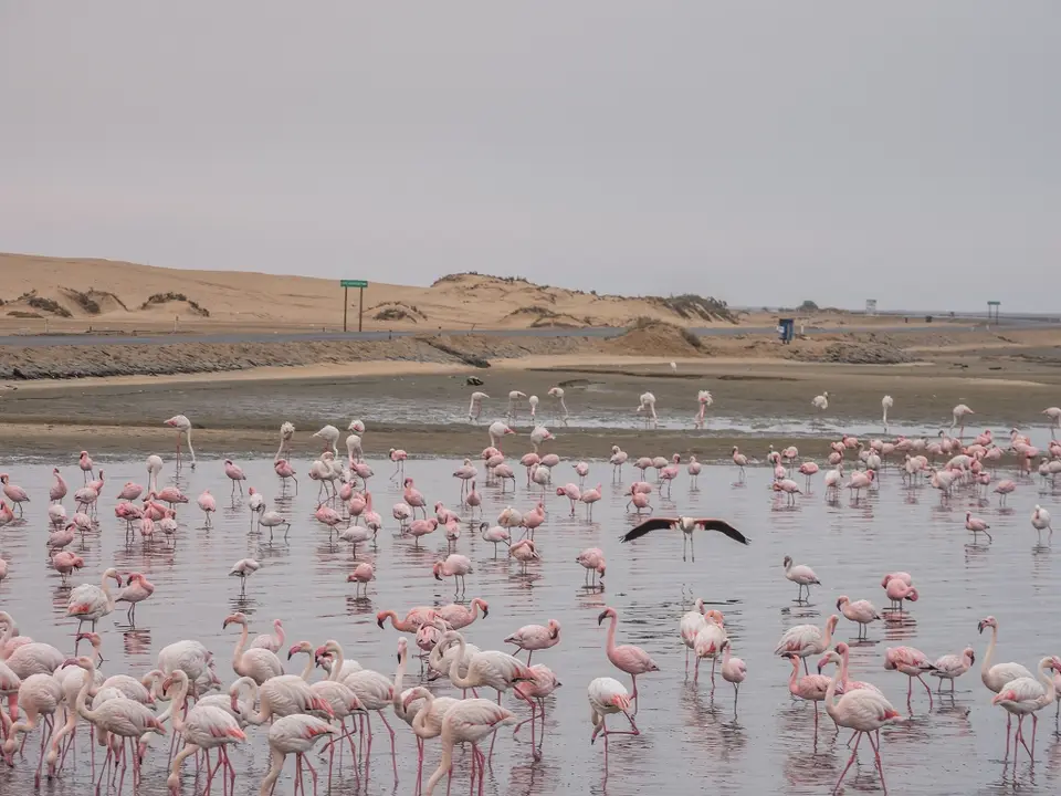 k-Namibia2019(150).jpg