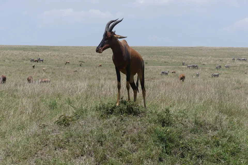 11MaraHartebeest.JPG