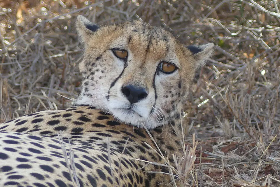 14LumoCheetah.JPG