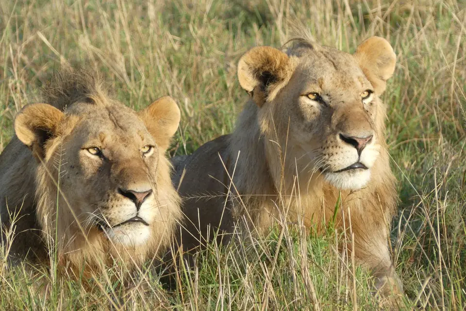 14Mara2lions.JPG