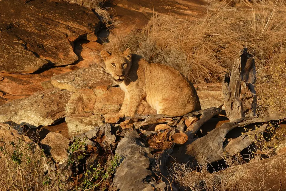 16LumoLionrock.JPG