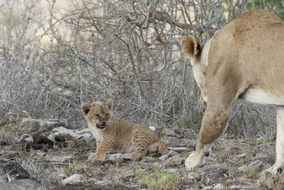 17Lumolioncub.JPG