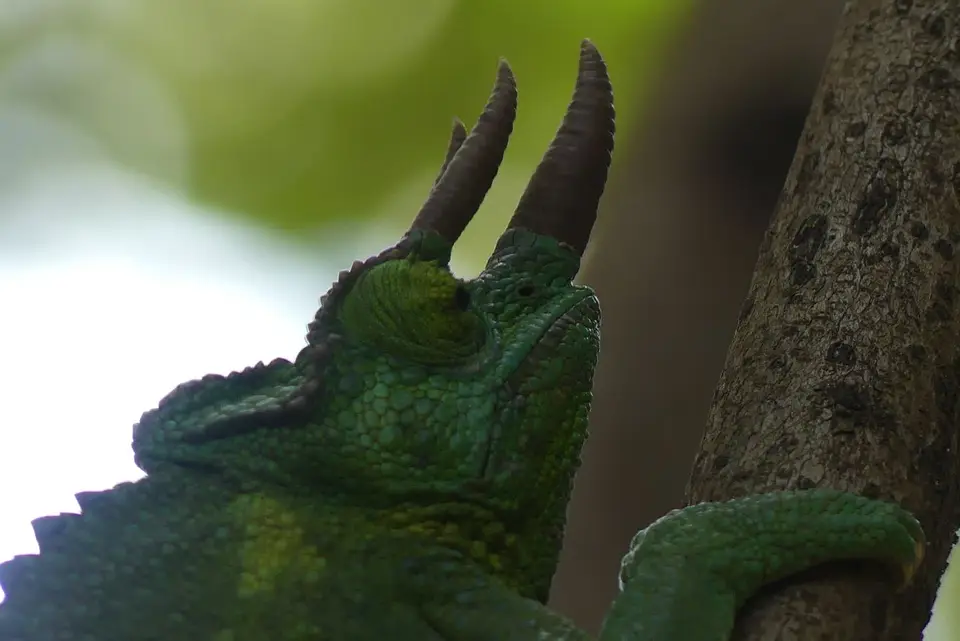 22SolioChameleon.JPG
