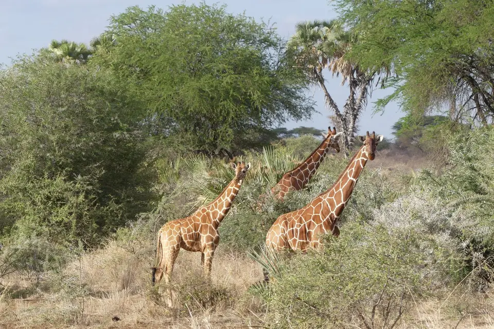 24Meru3Giraffen.JPG