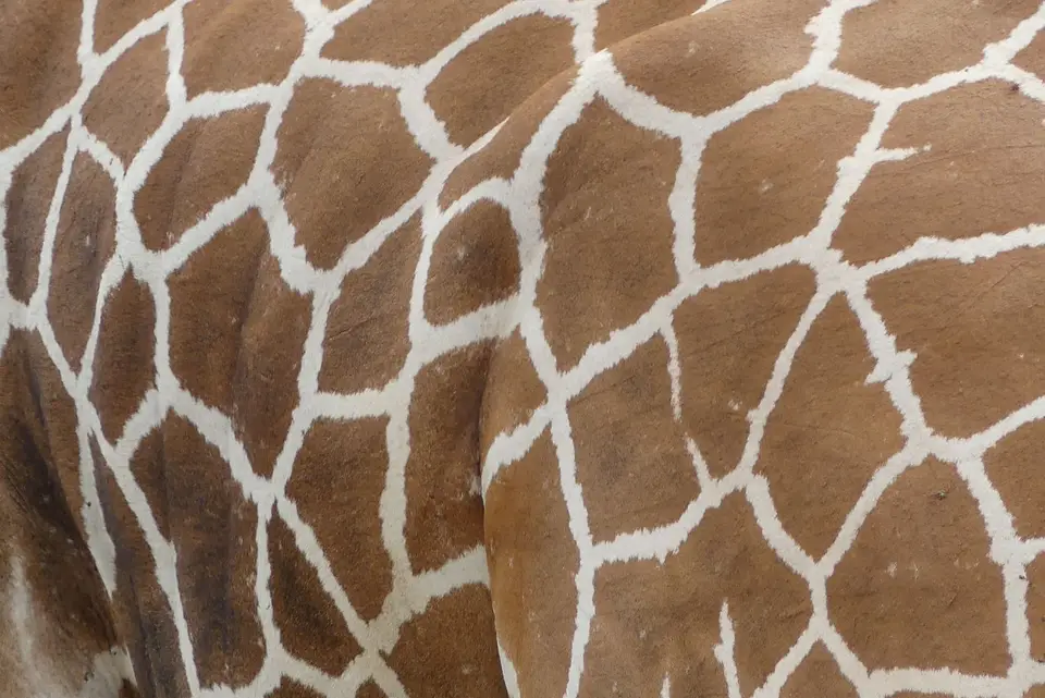 25MeruGiraffe.JPG
