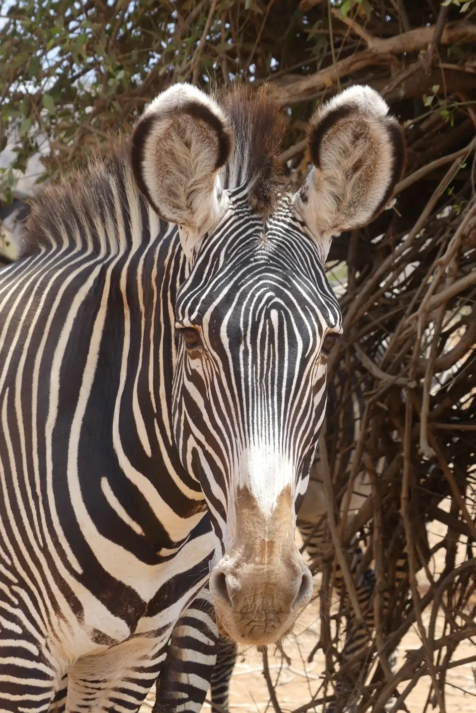 31SamburuGrevy3-2.JPG