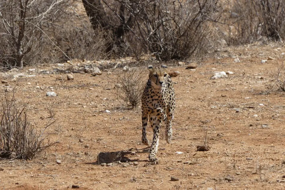 32SamburuCheeta.JPG