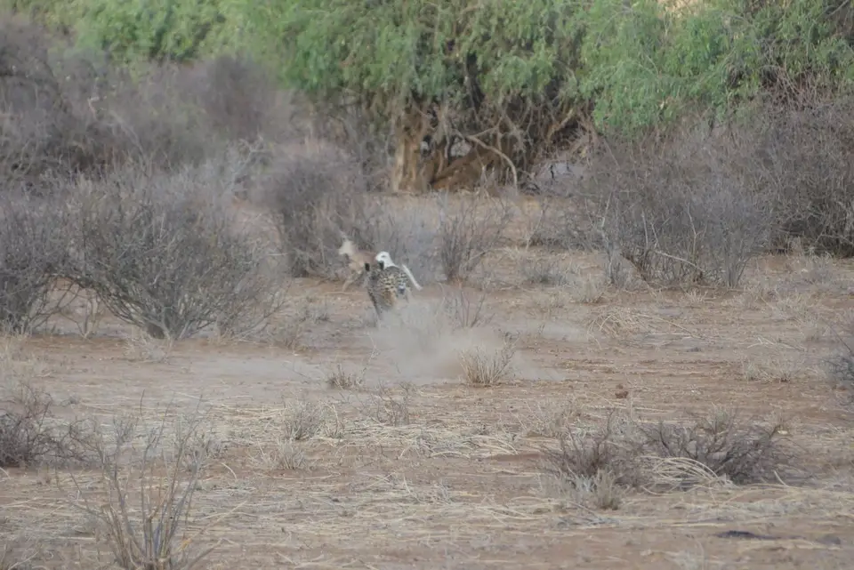 32SamburuCheetah2.JPG