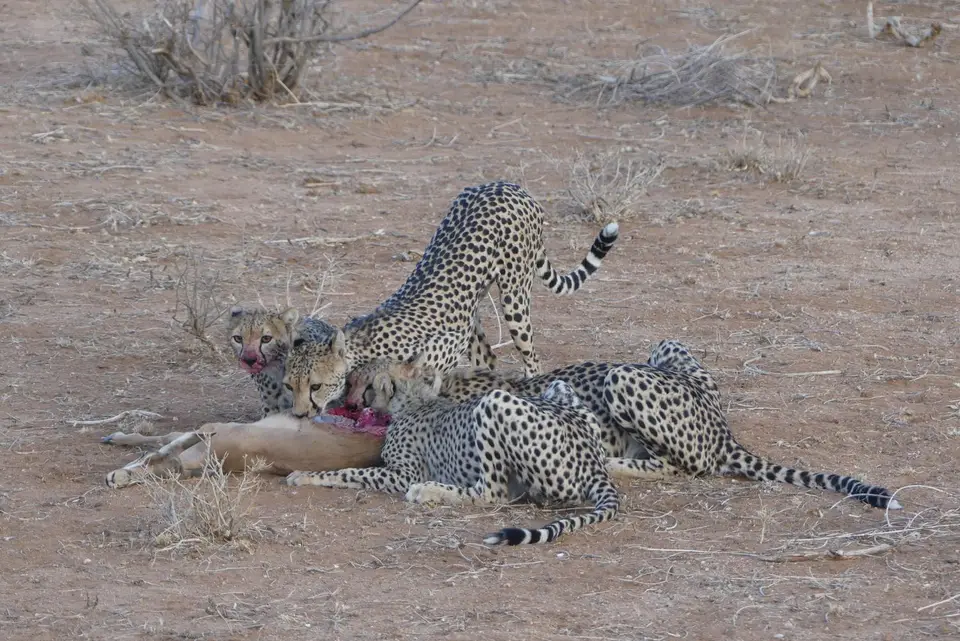 32SamburuCheetahs.JPG