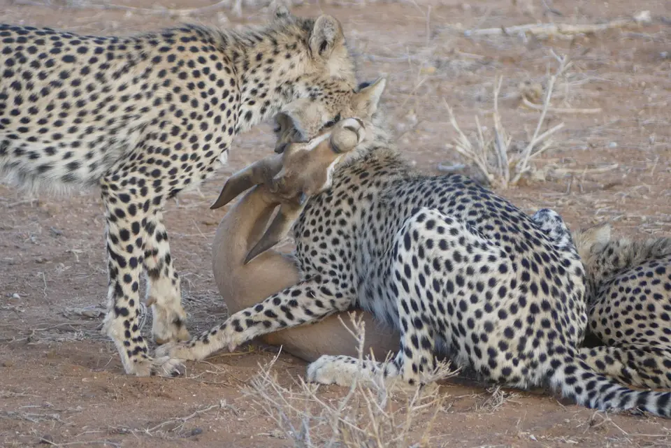 32SamburuCheetahs5.JPG