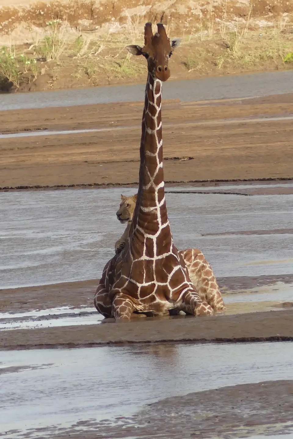 33SamburuGiraffeundLoewe-2.JPG