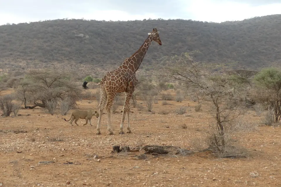 33SamburuLionandGiraffe.JPG