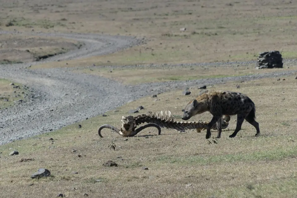 37PejetaHyena.JPG