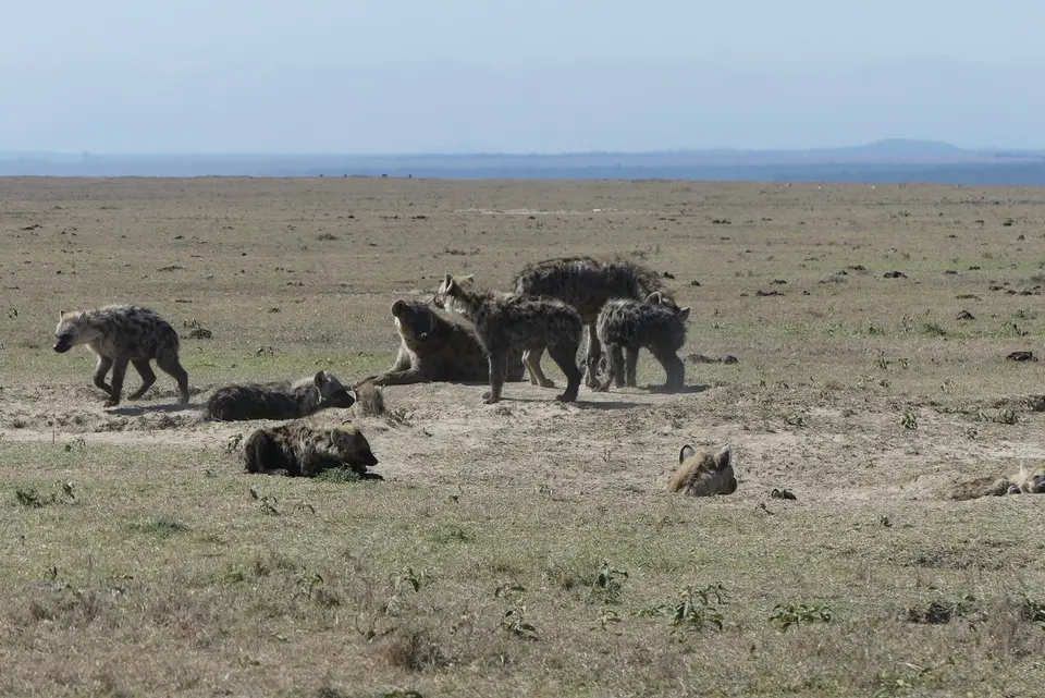 42PejetaHyenas.jpeg